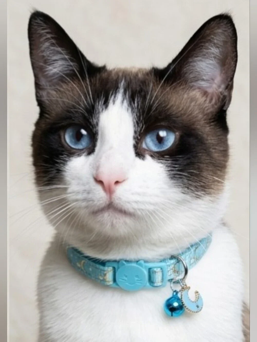 Blue NWOT Breakaway Adult Cat Collar with Bell & Moon Charm (8in-12in)